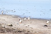 28_Penguins-Susan