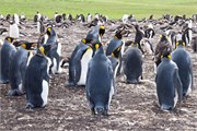 29_Penguins-Susan