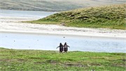 33_Penguins-Susan