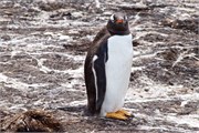 36_Penguins-Susan