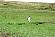 37_Penguins-Susan