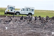 38_Penguins-Susan