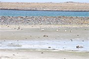 42_Penguins-Susan