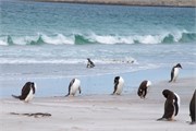 46_Penguins-Susan