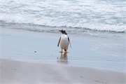 47_Penguins-Susan