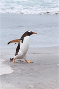 49_Penguins-Susan