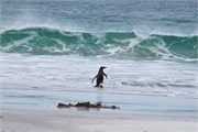 51_Penguins-Susan