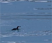 54_AdmiraltyBay