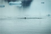36_ParadiseHarbor