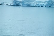 11_DallmanBay