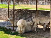 051_OldCityWallLima