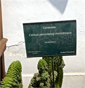 098_MuseoLarco