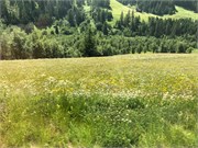 08-Glacier_Express
