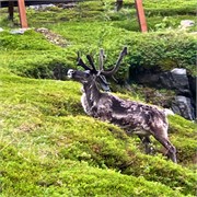 53-Hammerfest