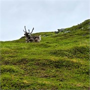 54-Hammerfest