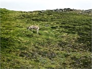 28-Honnensvang_Norway