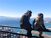 49-Gibraltar