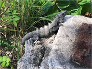 20_Cozumel_2019