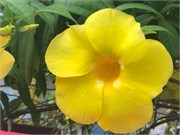 27_Martinique_2019