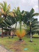 06_HarvestCaye_2019