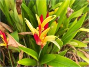 09_HarvestCaye_2019