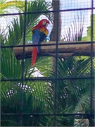 15_HarvestCaye_2019