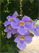 16_HarvestCaye_2019