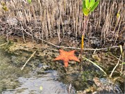 25_HarvestCaye_2019
