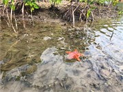 28_HarvestCaye_2019