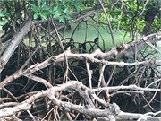 33_HarvestCaye_2019