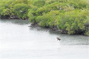 40_HarvestCaye_2019