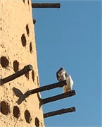 045-Doha_Qatar