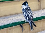 084-Doha_Qatar