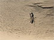 033-Desert_Qatar