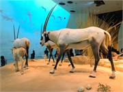 053-Natl_Museum_Qatar