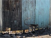 040-Debre_Libanos