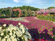 027-Miracle_Garden_Dubai