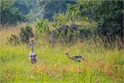 004-LakeMburo