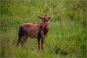 023-LakeMburo