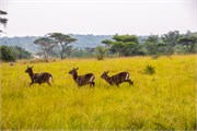 035-LakeMburo