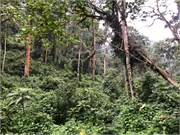 016-Bwindi