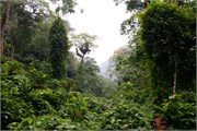 017-Bwindi