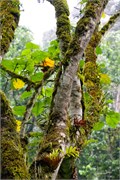 019-Bwindi