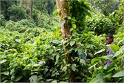 021-Bwindi
