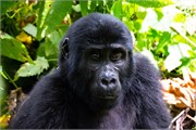 033-Bwindi