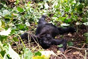 037-Bwindi