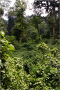 040-Bwindi