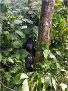 044-Bwindi