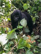 048-Bwindi