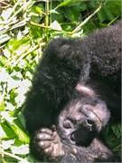 052-Bwindi